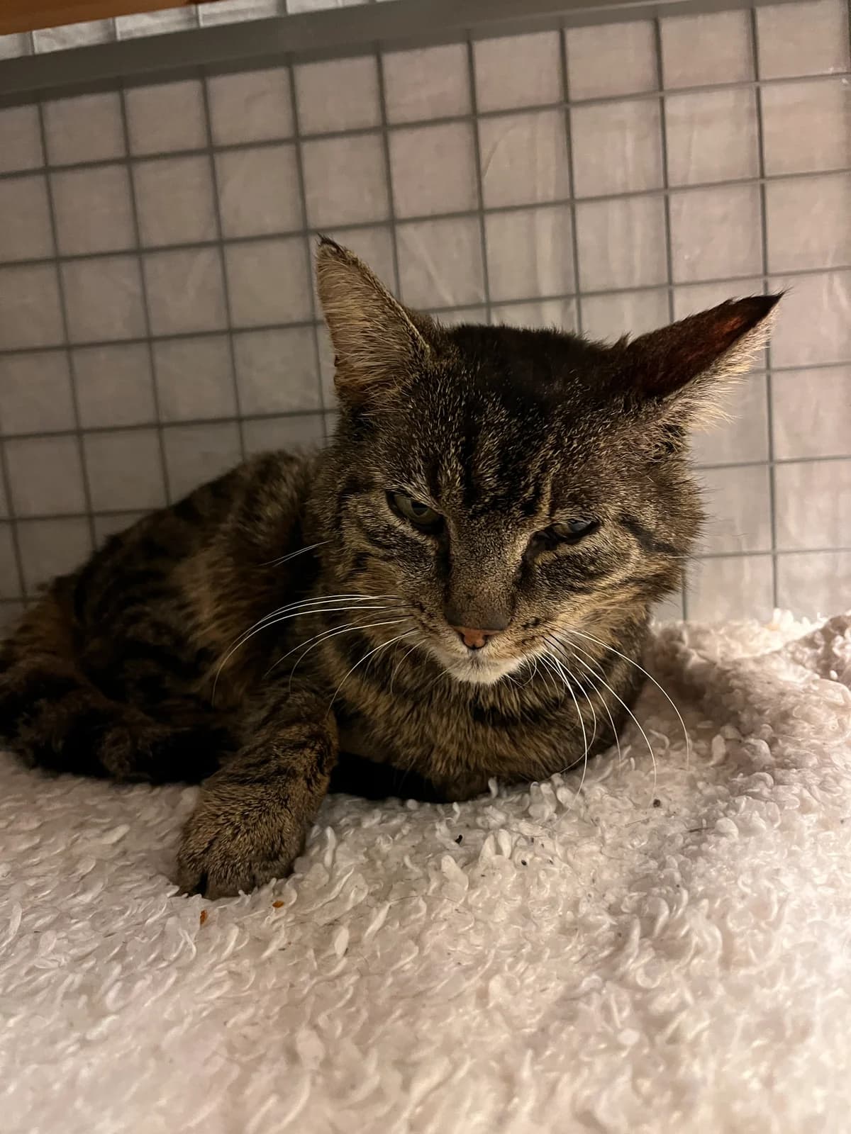 Fredd, Bruntigré male senior Mixed Breed for adoption at Örebro Katthem, 702 16 Örebro