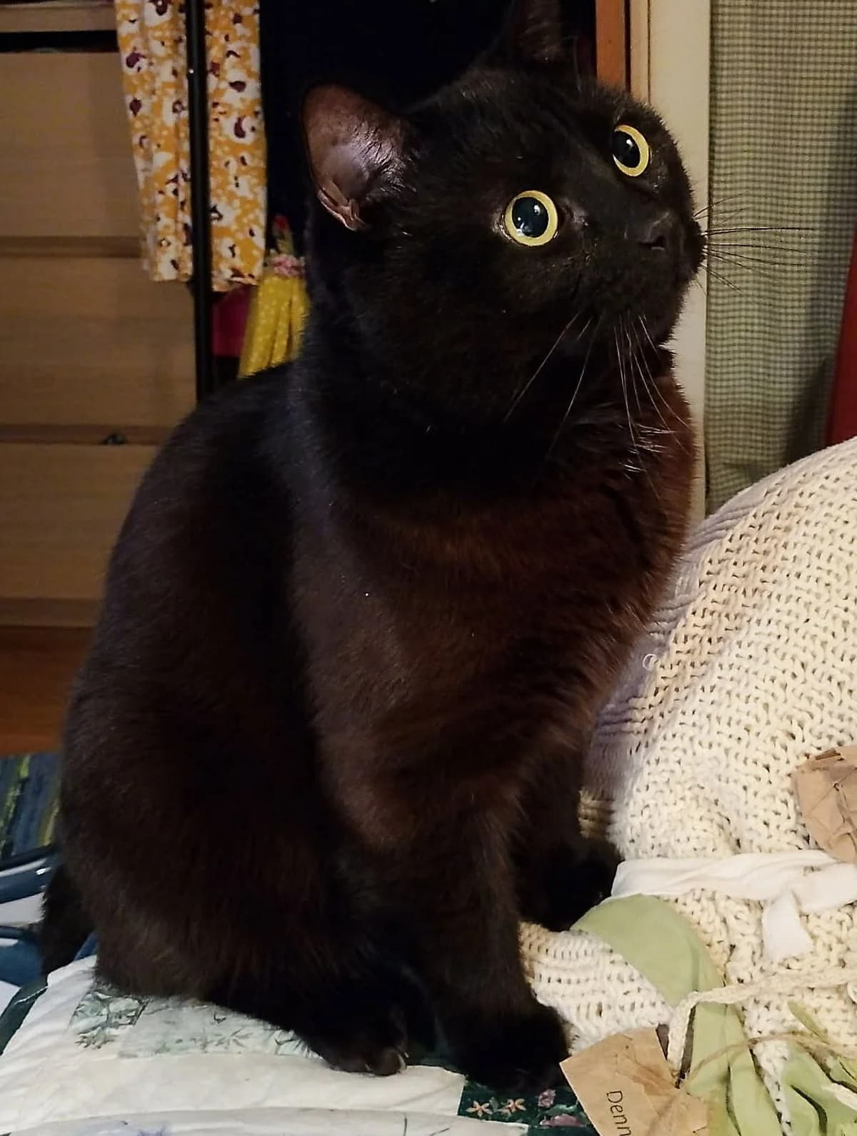 Vensu, Svart male 3yo Mixed Breed for adoption at Örebro Katthem, 702 16 Örebro