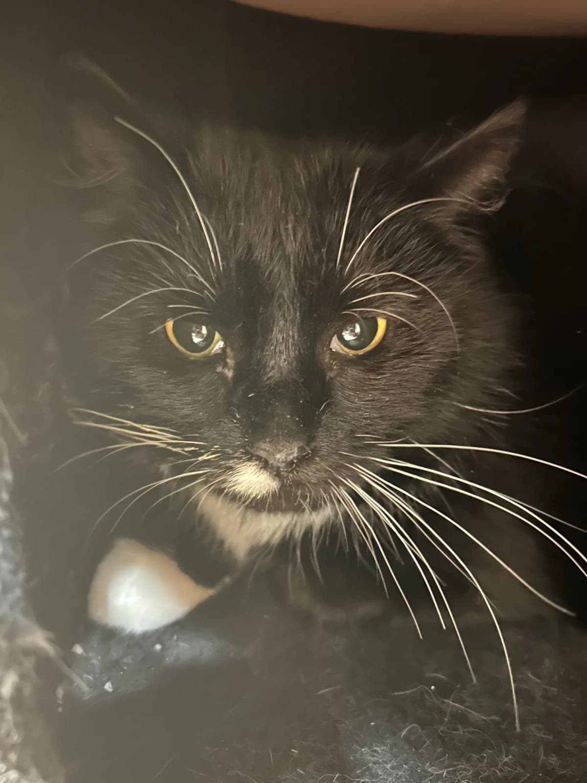 Lark, Svart med vitt female 6yo Mixed Breed for adoption at Örebro Katthem, 702 16 Örebro