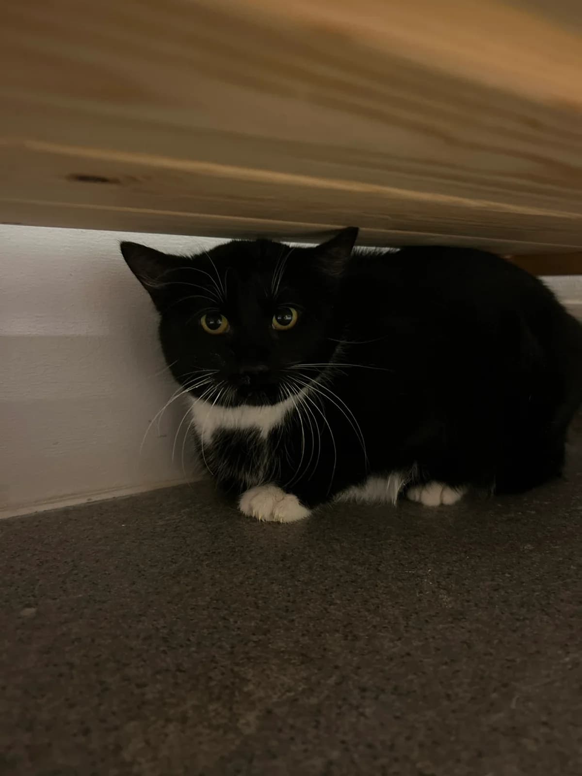 Leya, Svart med vitt female 3yo Mixed Breed for adoption at Örebro Katthem, 702 16 Örebro