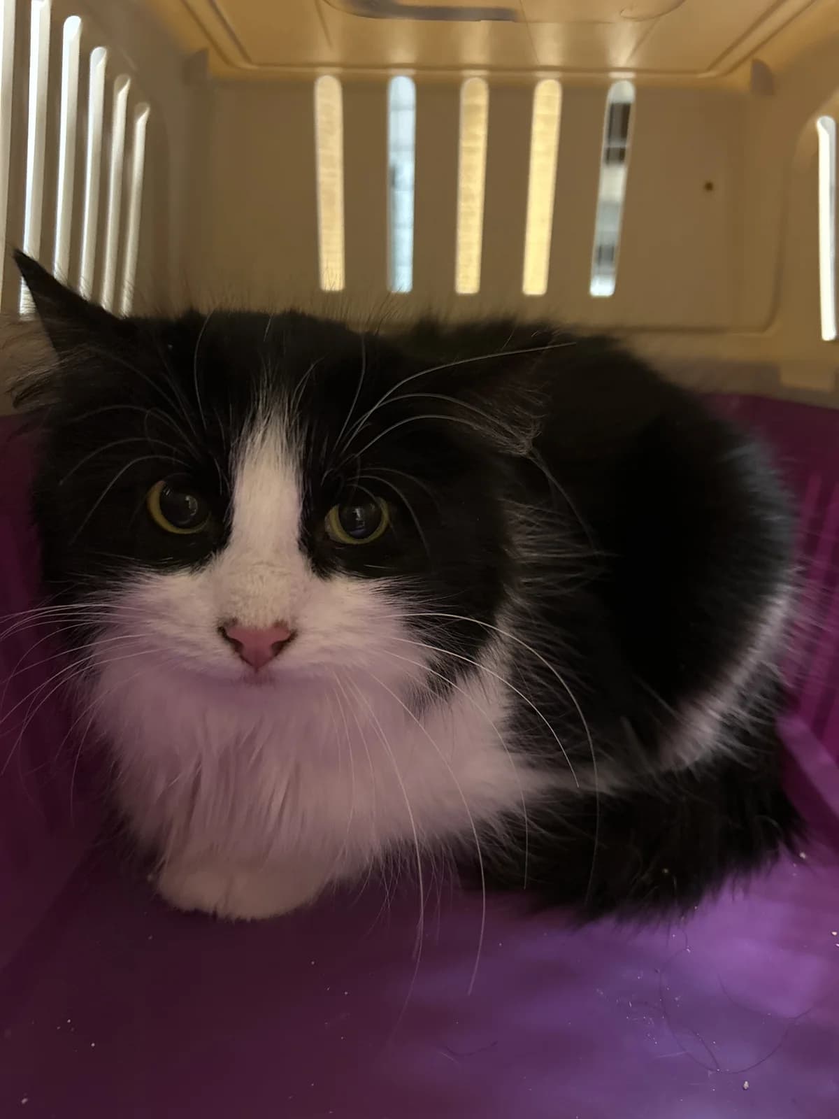 Lykke, Svart med vitt female 3yo Mixed Breed for adoption at Örebro Katthem, 702 16 Örebro