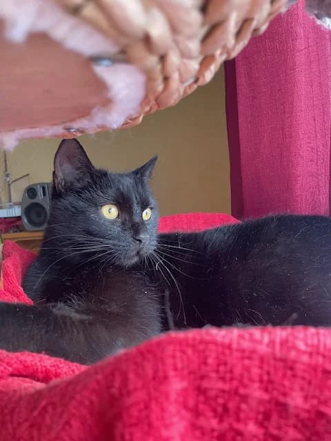 Sombra, Svart female 6yo Mixed Breed for adoption at Örebro Katthem, 702 16 Örebro