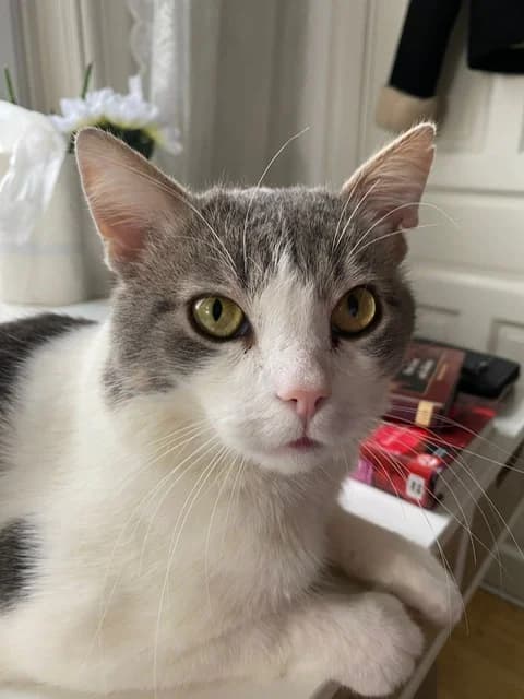 Leonardo Da Vinci, Blå med vitt male 4yo Mixed Breed for adoption at Örebro Katthem, 702 16 Örebro