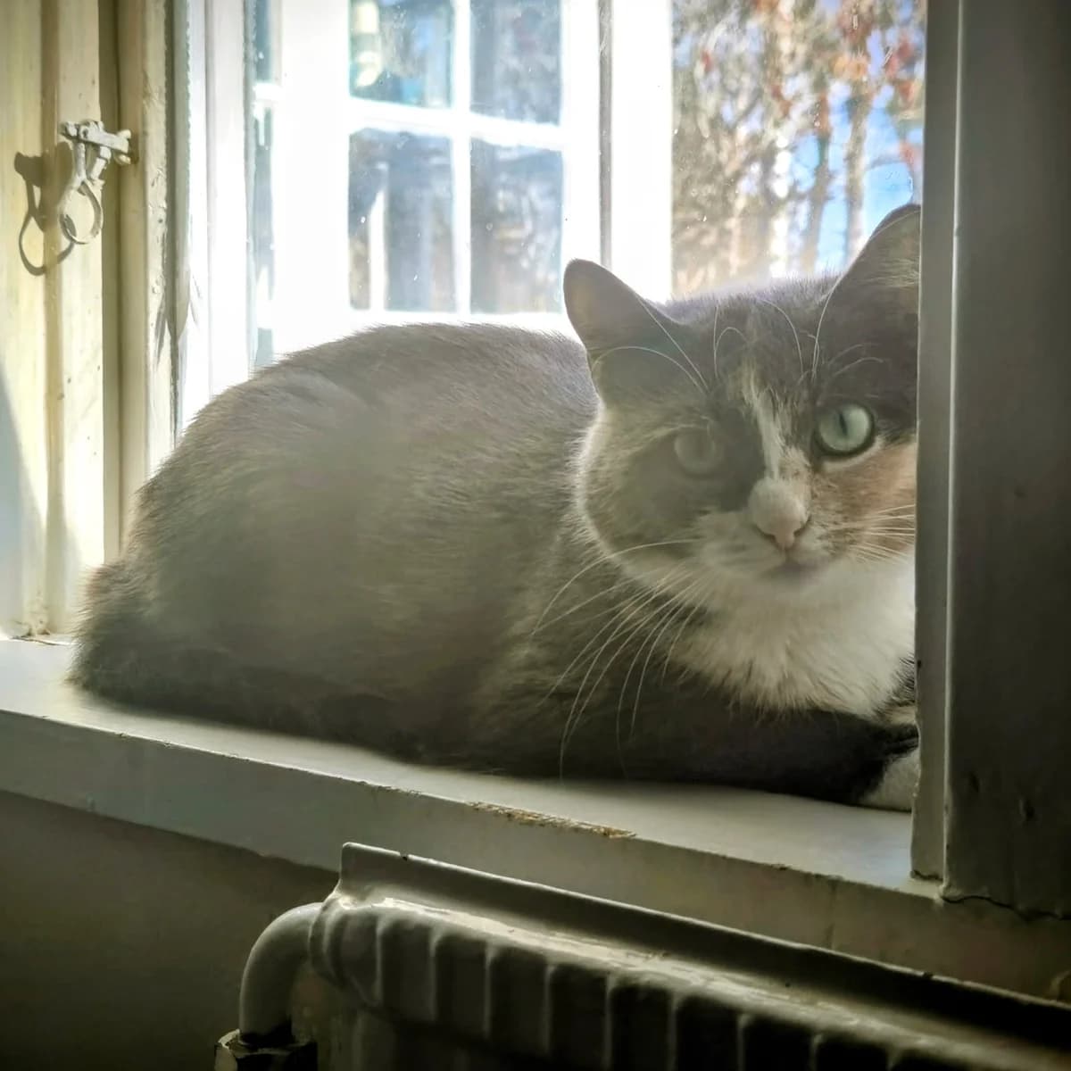 Isidisi, Blåsköldpadda med vitt female senior Mixed Breed for adoption at Örebro Katthem, 702 16 Örebro