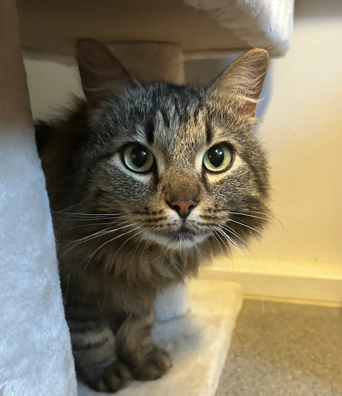 Peps, Bruntigré male 6yo Mixed Breed for adoption at Örebro Katthem, 702 16 Örebro