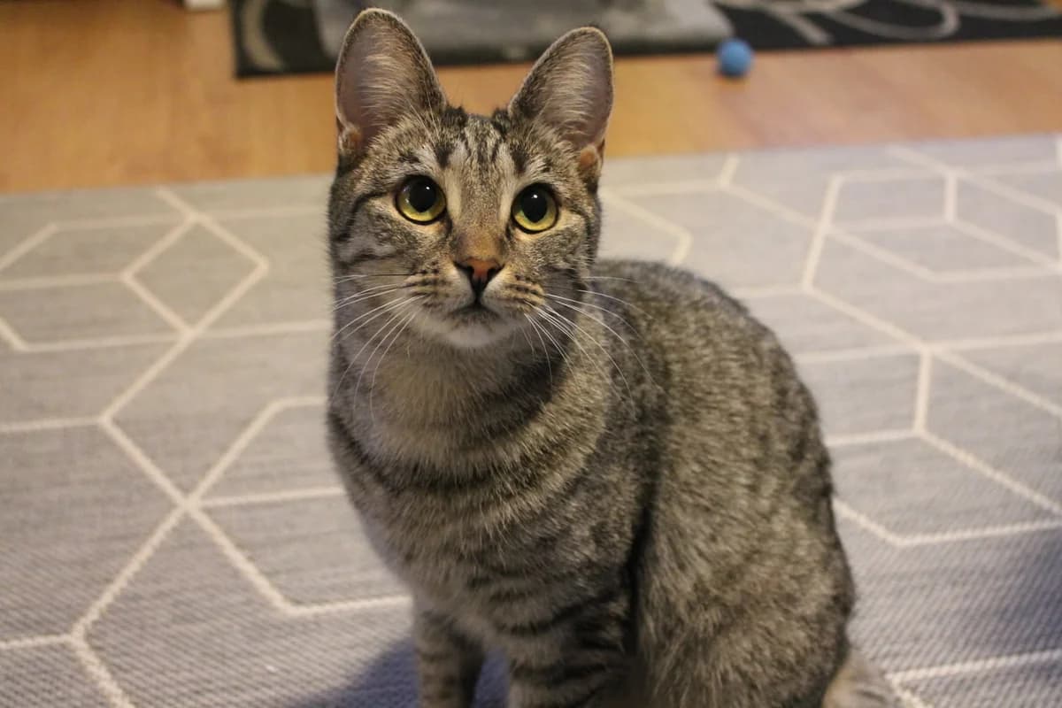 Marit, Bruntigré female senior Mixed Breed for adoption at Örebro Katthem, 702 16 Örebro