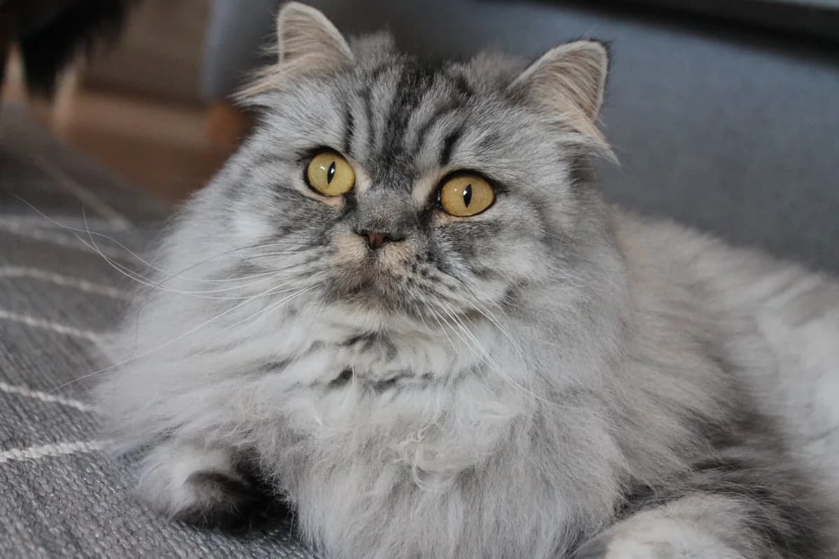 Alexandra, SIlvertabby female senior Mixed Breed for adoption at Örebro Katthem, 702 16 Örebro