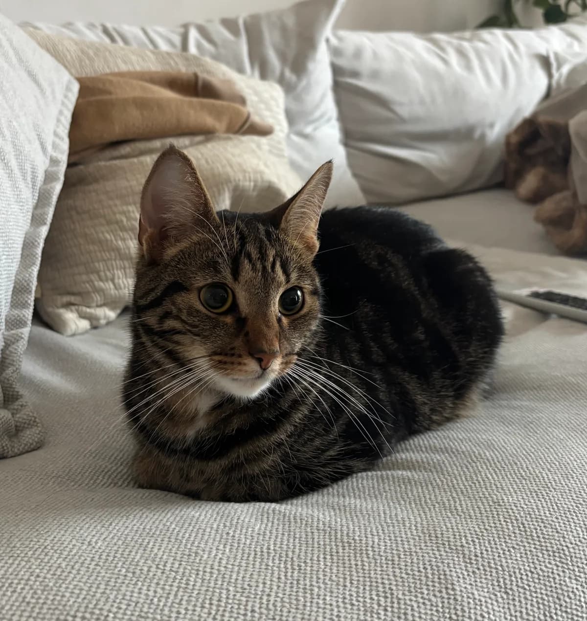 Mylo, Bruntigré male young Mixed Breed for adoption at Örebro Katthem, 702 16 Örebro