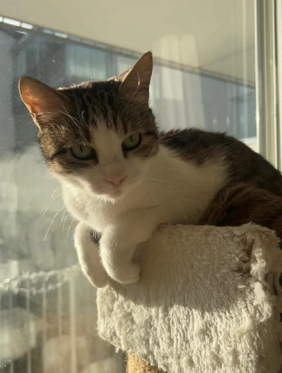 Ama, Bruntigré med vitt female senior Mixed Breed for adoption at Örebro Katthem, 702 16 Örebro