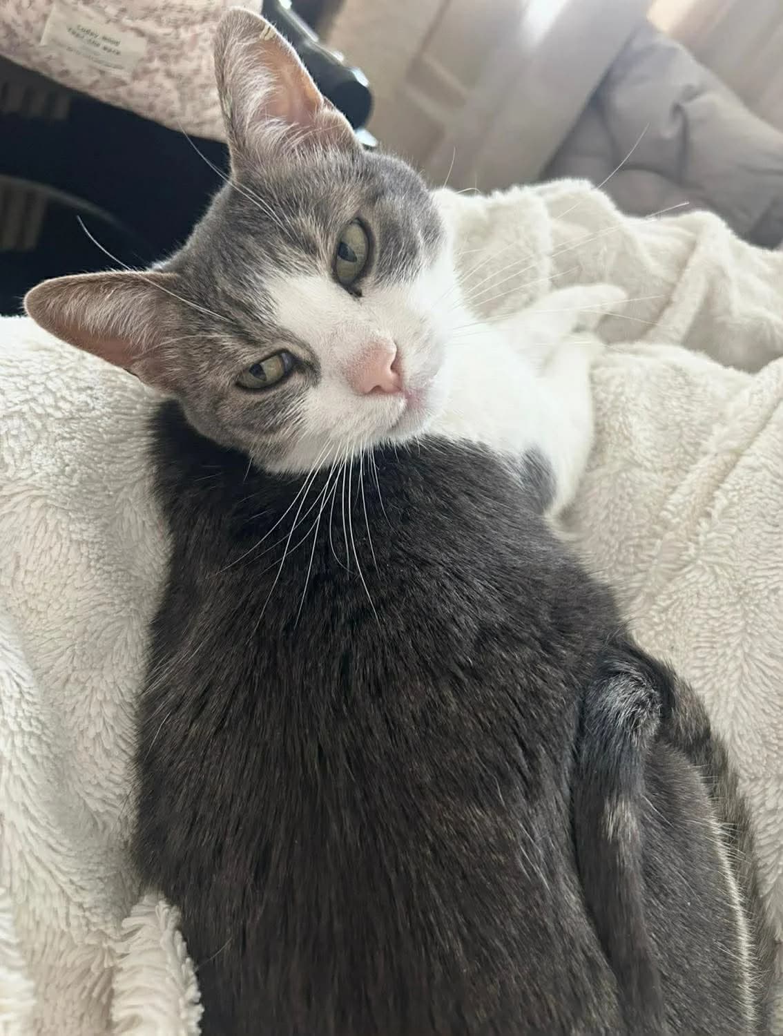 Zuri, Blå med vitt female senior Mixed Breed for adoption at Örebro Katthem, 702 16 Örebro