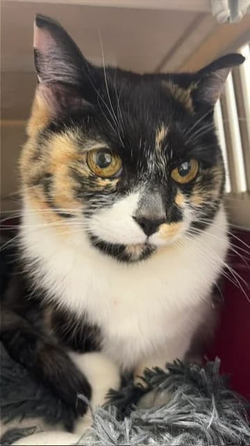 Sweety, Svartsköldpadda med vitt female senior Mixed Breed for adoption at Örebro Katthem, 702 16 Örebro
