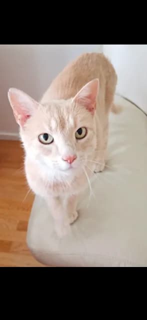 Scoby, Créme male senior Mixed Breed for adoption at Örebro Katthem, 702 16 Örebro