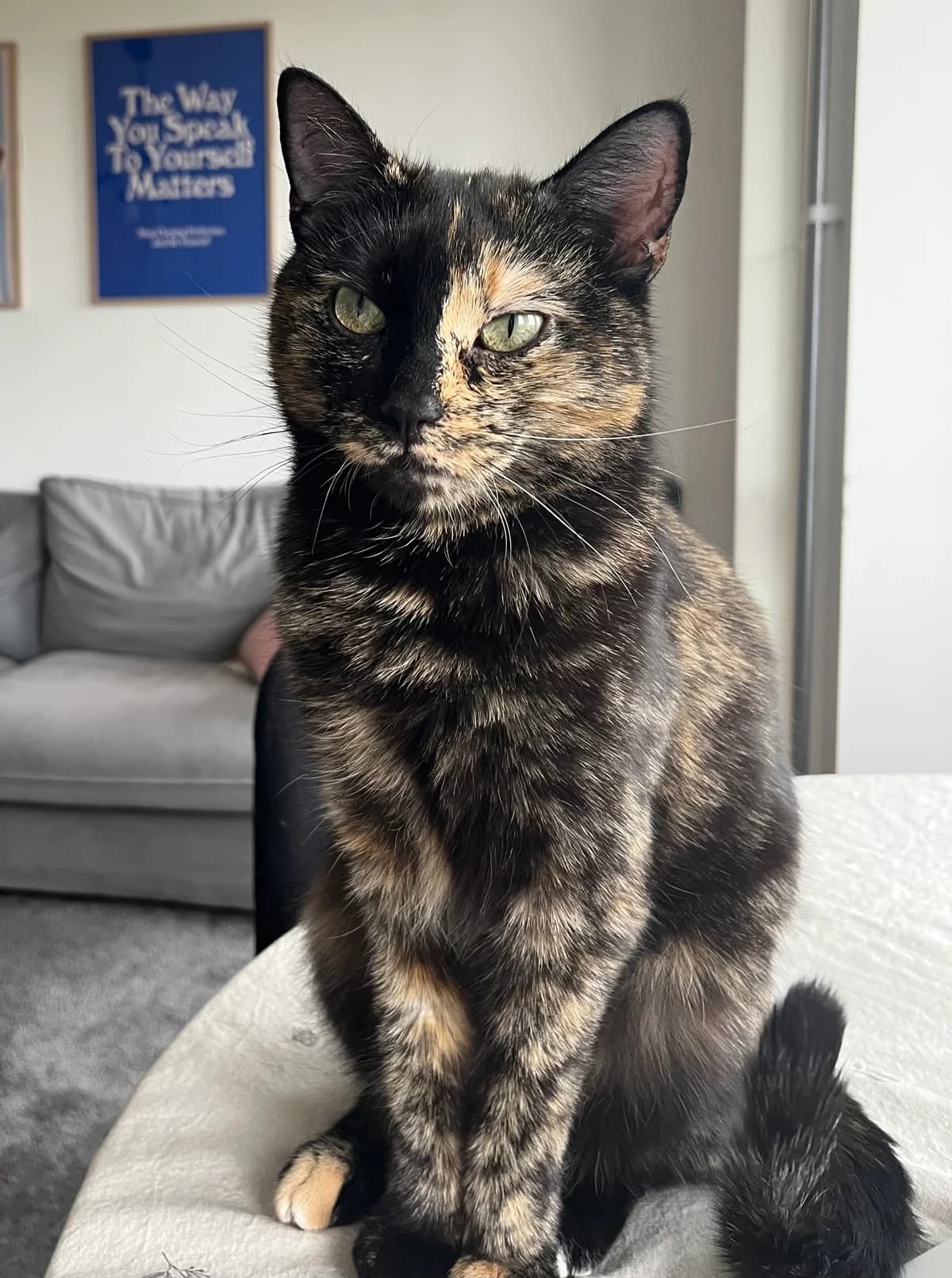 Diddi, Svartsköldpadda female 4yo Mixed Breed for adoption at Örebro Katthem, 702 16 Örebro