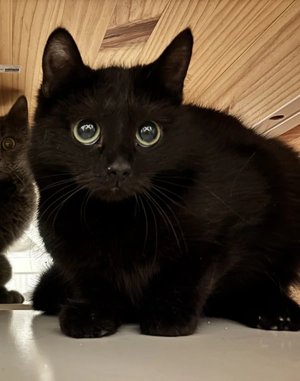 Capellini, Svart female 3yo Mixed Breed for adoption at Örebro Katthem, 702 16 Örebro