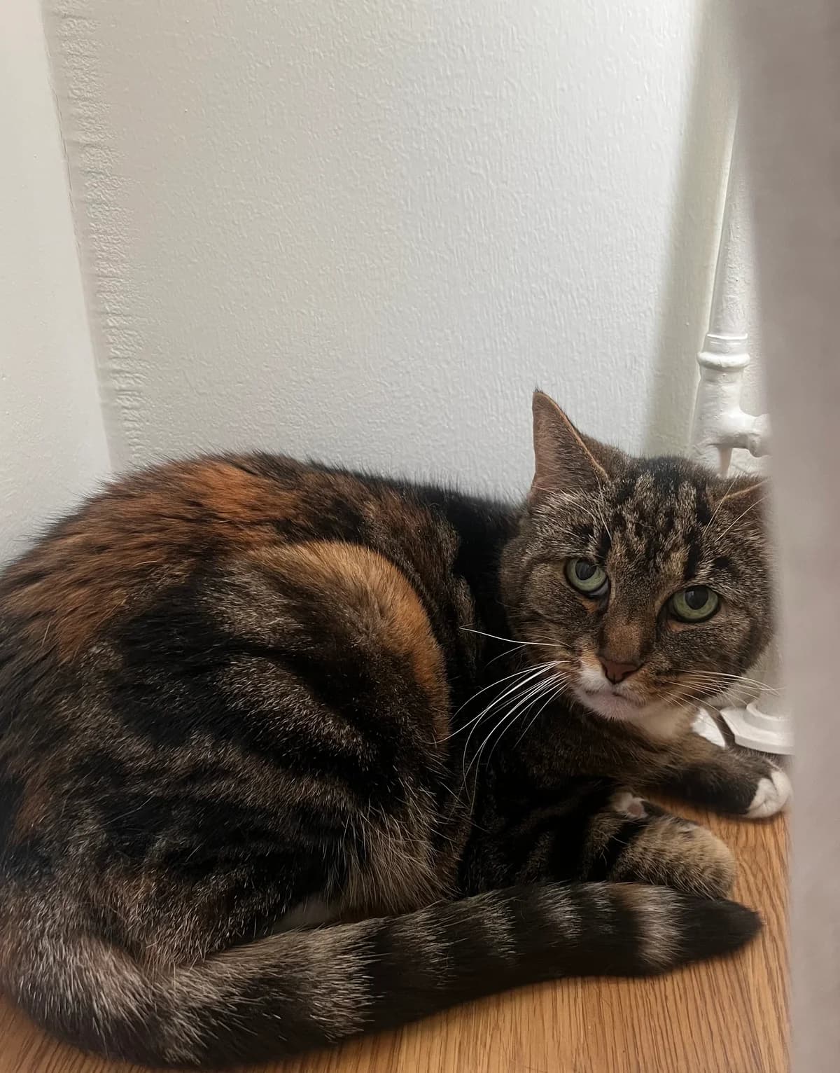 Russiin, Svartsköldpaddstabby female senior Mixed Breed for adoption at Örebro Katthem, 702 16 Örebro