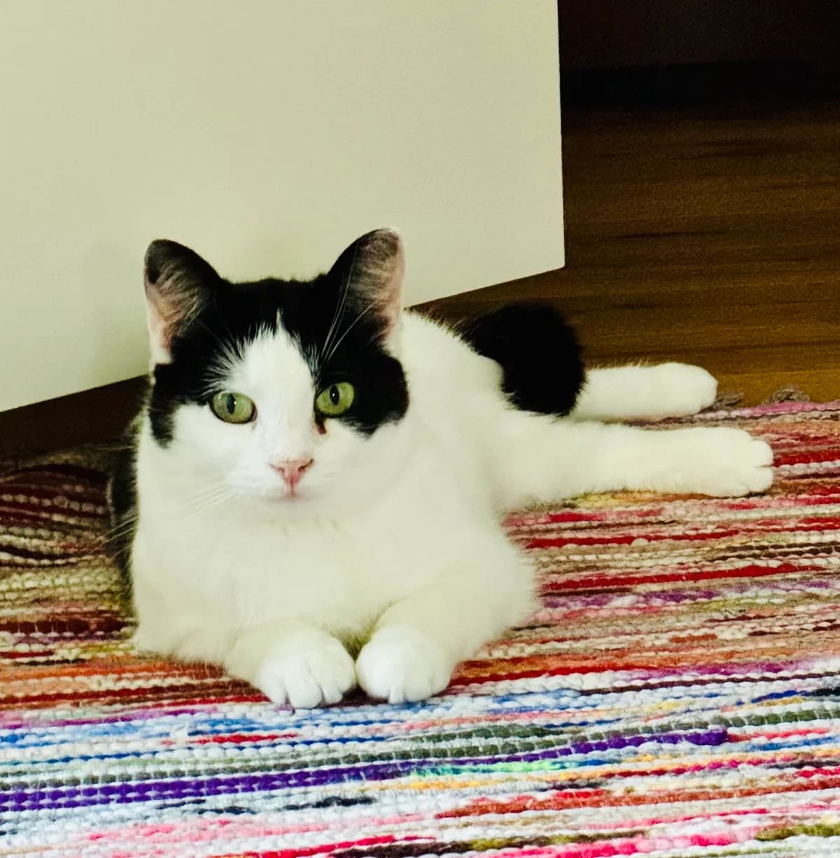 Talita, Svart med vitt female 5yo Mixed Breed for adoption at Örebro Katthem, 702 16 Örebro