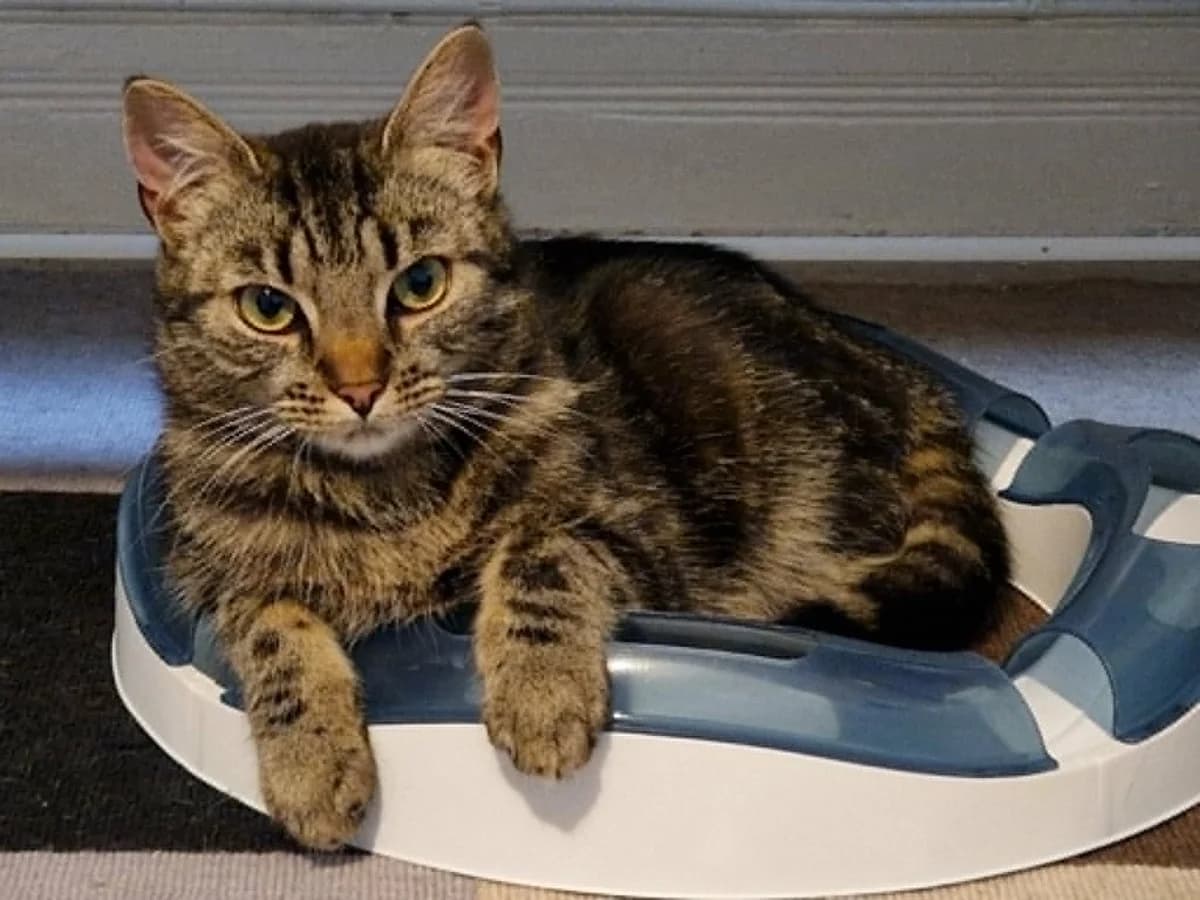 Tamara, Mixed Breed (Örebro Katthem)