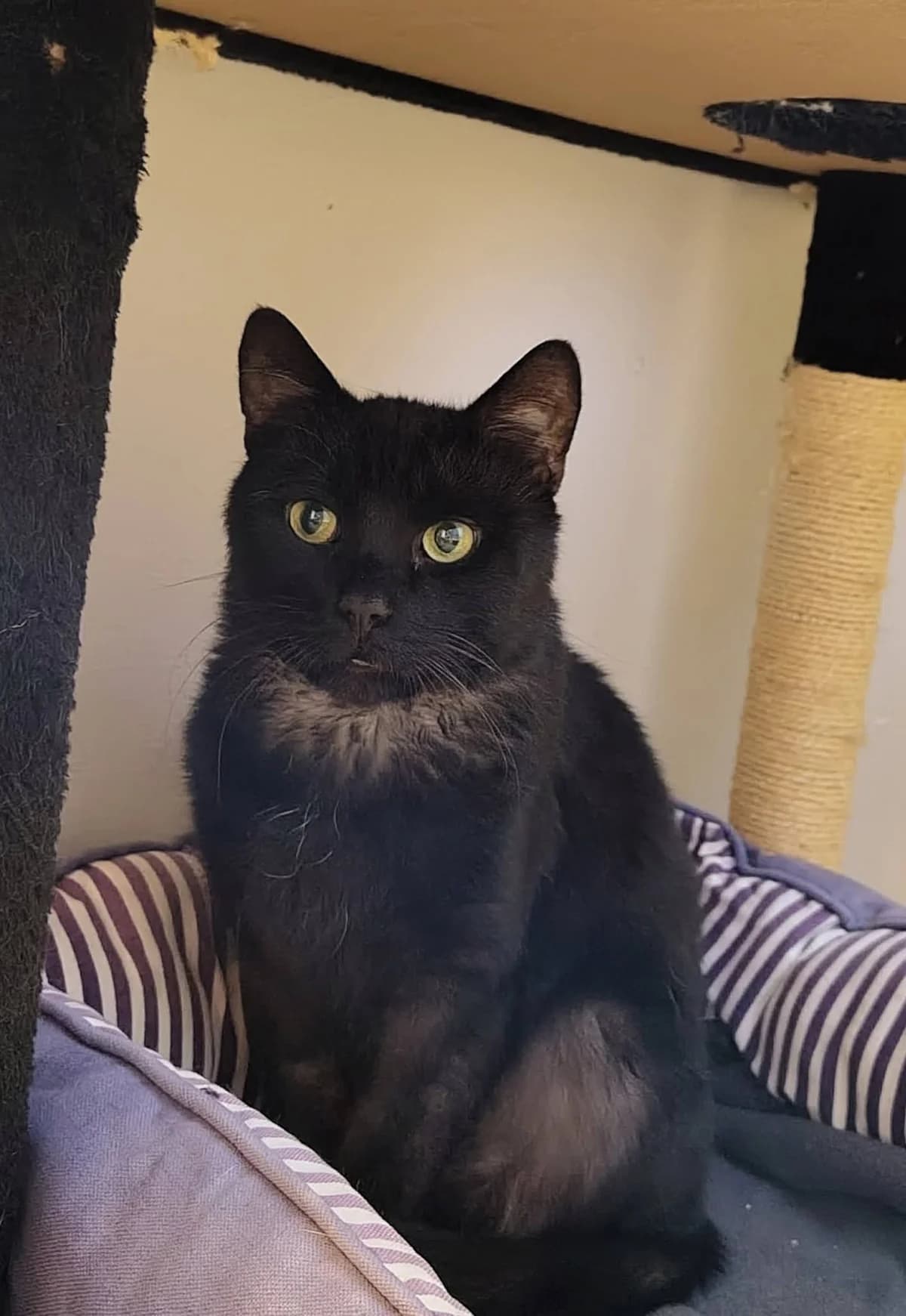Vicke, Svartsmoke male 6yo Mixed Breed for adoption at Örebro Katthem, 702 16 Örebro