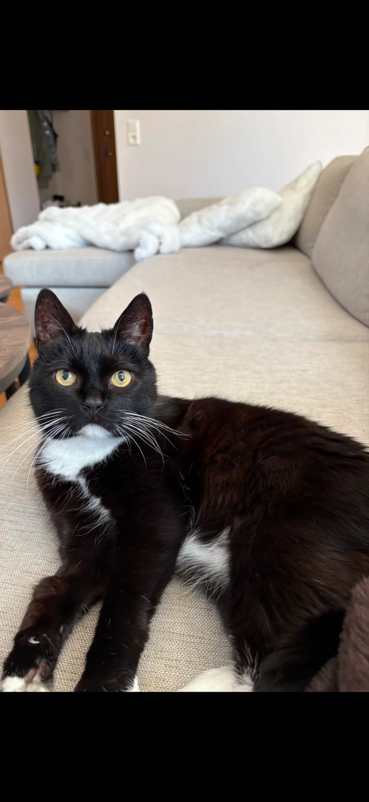 Virre, Svart med vitt male senior Mixed Breed for adoption at Örebro Katthem, 702 16 Örebro