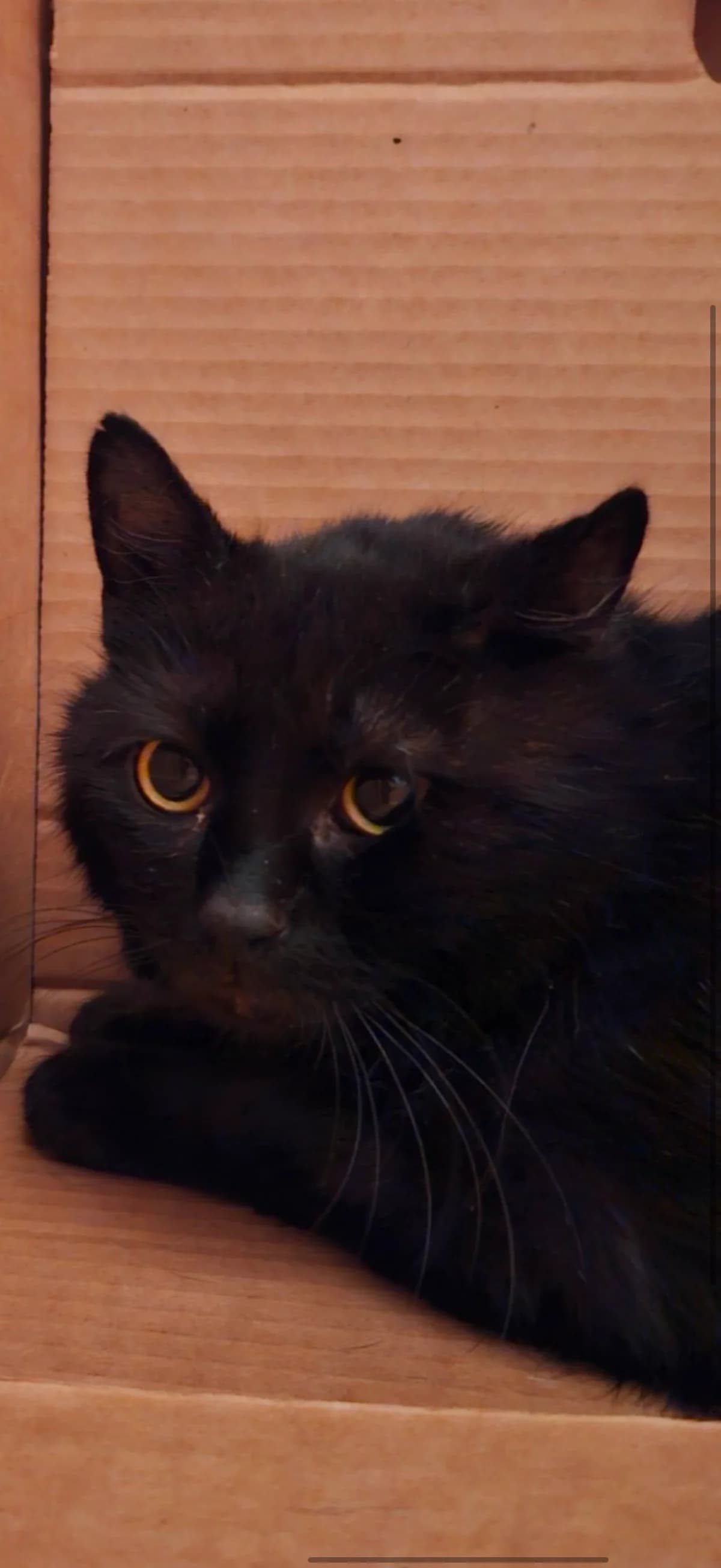 Linguine, Svart male 6yo Mixed Breed for adoption at Örebro Katthem, 702 16 Örebro