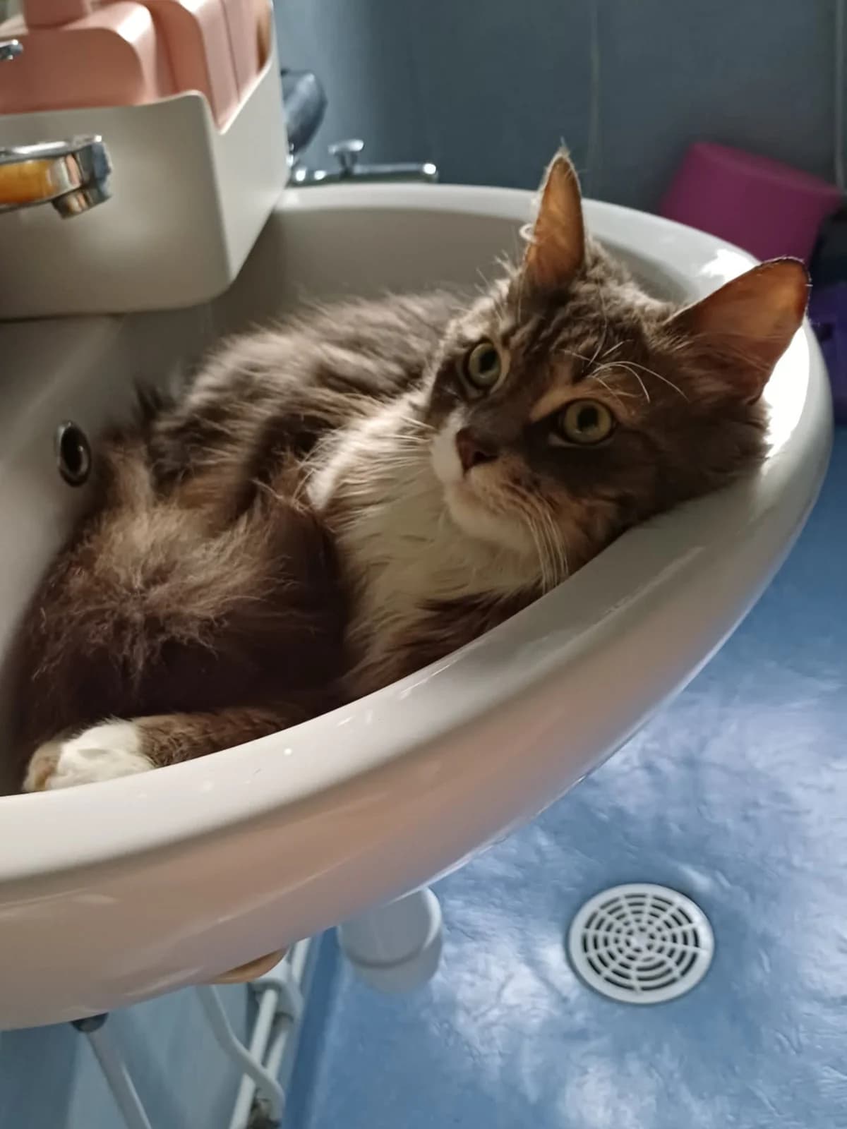 Rakel, Mixed Breed (Örebro Katthem)