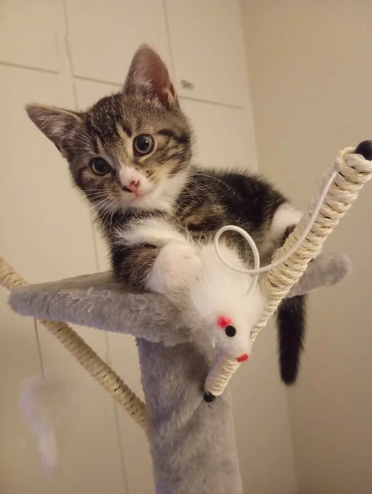 Tabbis, Bruntabby med vitt male puppy Mixed Breed for adoption at Örebro Katthem, 702 16 Örebro
