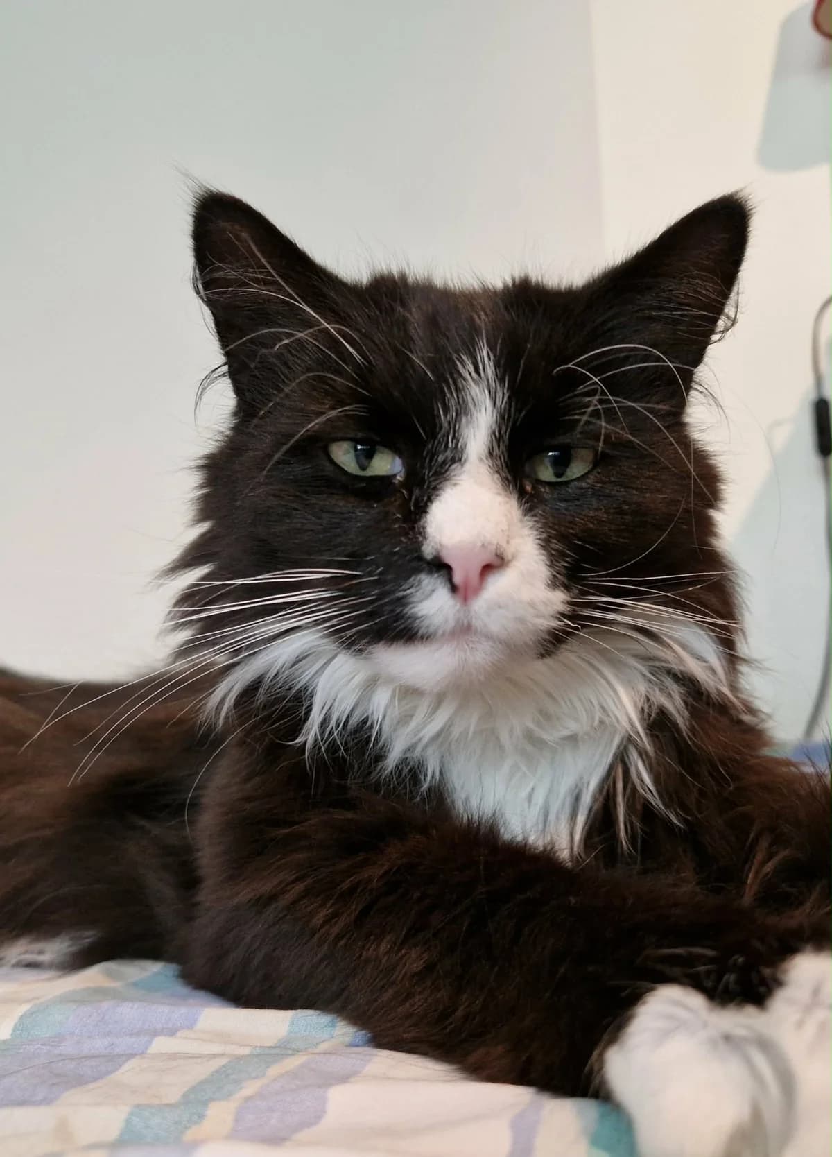 Lurventuss, Svart med vitt male senior Mixed Breed for adoption at Örebro Katthem, 702 16 Örebro