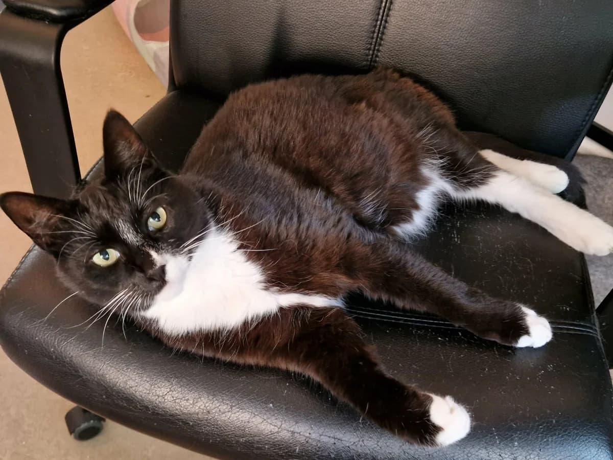 Hasse, Svart med vitt male senior Mixed Breed for adoption at Örebro Katthem, 702 16 Örebro