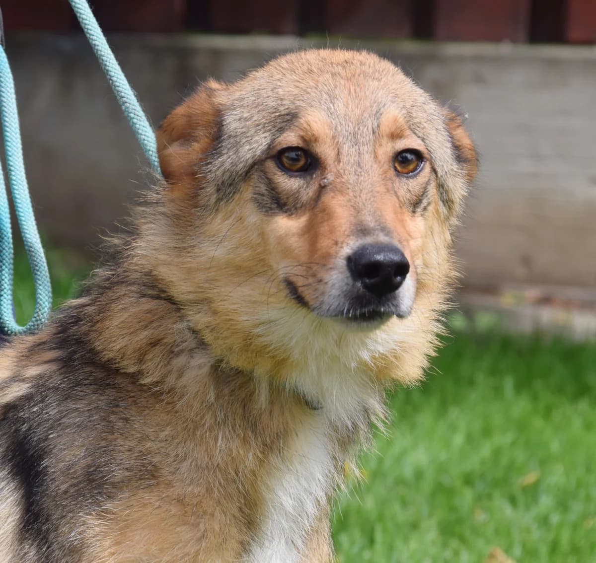 Affe, male Mixed Breed for adoption at Rolda Sverige, Södertälje (foster network)