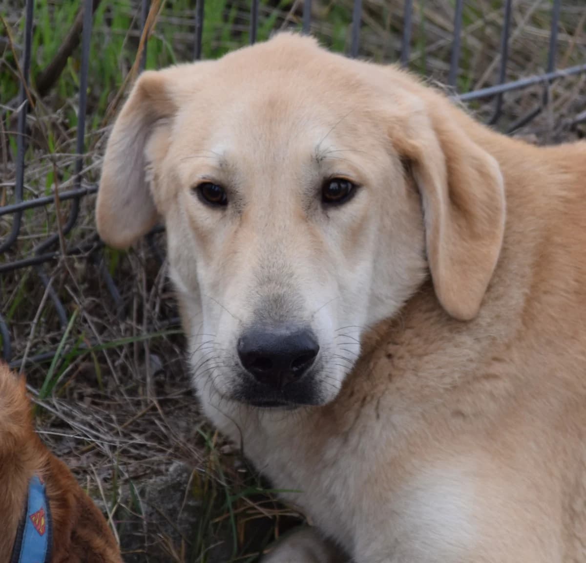 Aladdin, male young Mixed Breed for adoption at Rolda Sverige, Södertälje (foster network)