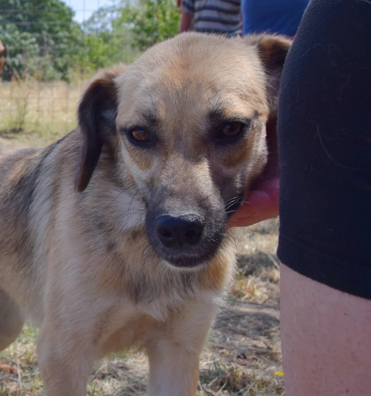 Anny, female Mixed Breed for adoption at Rolda Sverige, Södertälje (foster network)