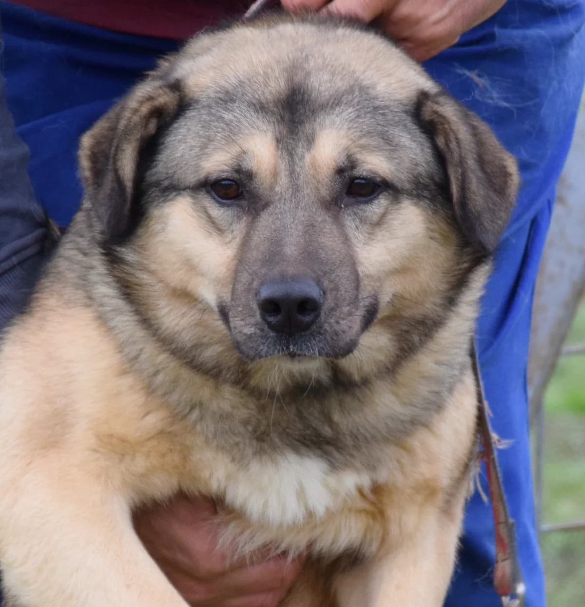 Anton, male Mixed Breed for adoption at Rolda Sverige, Södertälje (foster network)