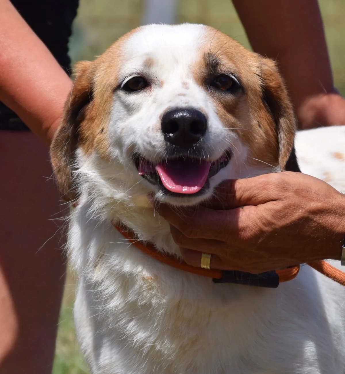 Athena, female Mixed Breed for adoption at Rolda Sverige, Södertälje (foster network)