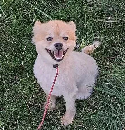 Ava, female Mixed Breed for adoption at Rolda Sverige, Södertälje (foster network)