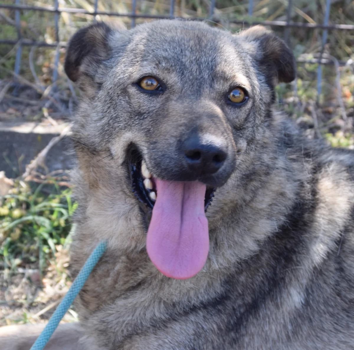 Bailey, female Mixed Breed for adoption at Rolda Sverige, Södertälje (foster network)