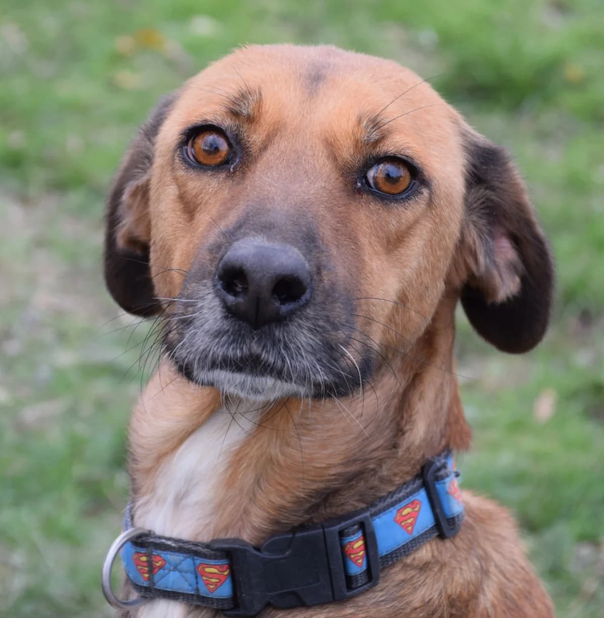 Belle, female young Mixed Breed for adoption at Rolda Sverige, Södertälje (foster network)