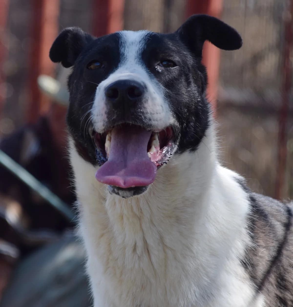 Bianca, female Mixed Breed for adoption at Rolda Sverige, Södertälje (foster network)