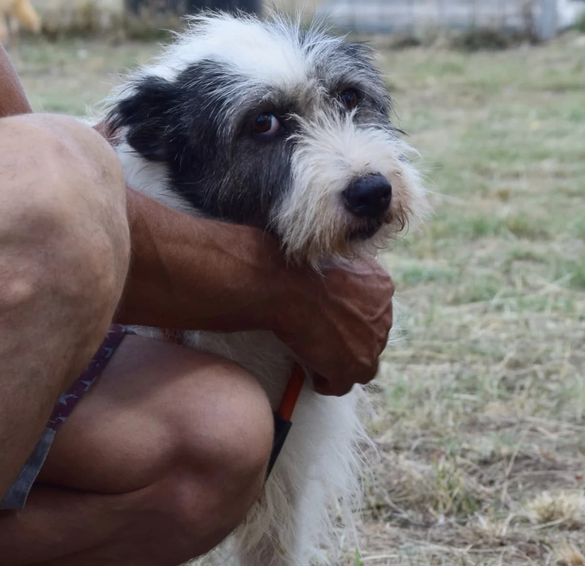 Blanka, female Mixed Breed for adoption at Rolda Sverige, Södertälje (foster network)