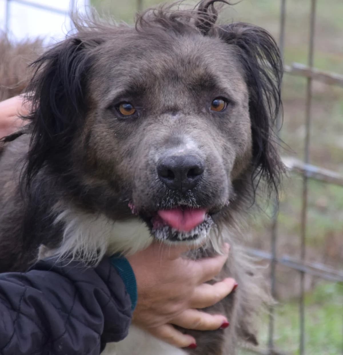Bob, male Mixed Breed for adoption at Rolda Sverige, Södertälje (foster network)