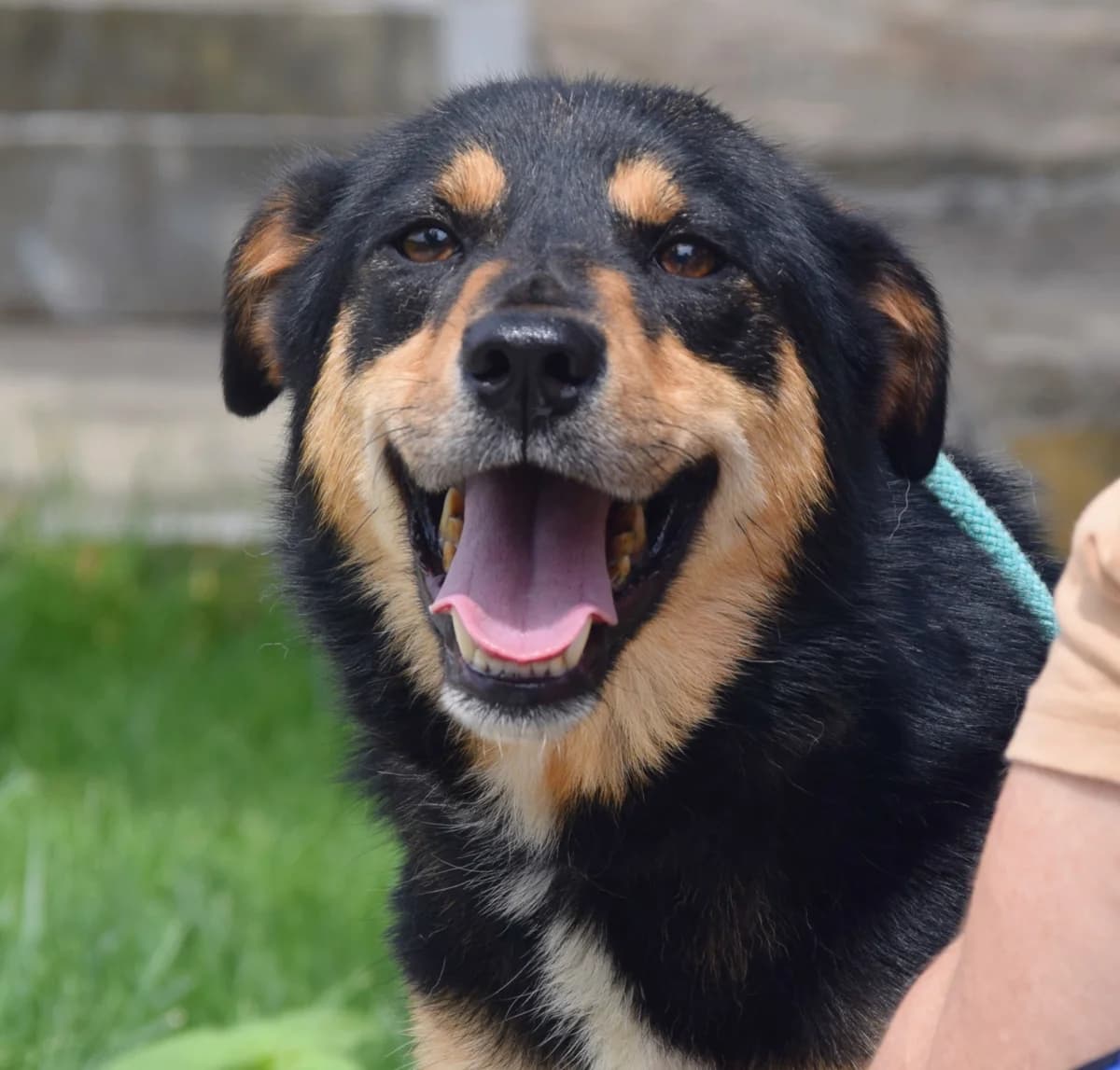 Bojje, male Mixed Breed for adoption at Rolda Sverige, Södertälje (foster network)