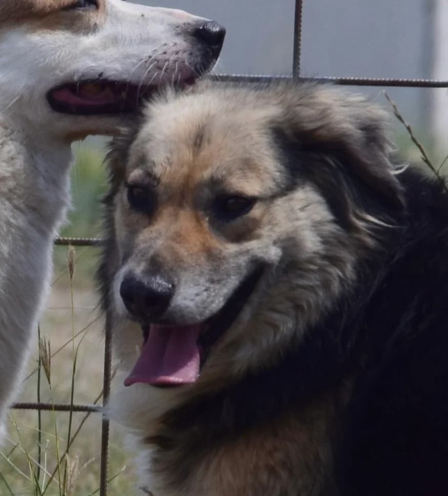 Ebba, female Mixed Breed for adoption at Rolda Sverige, Södertälje (foster network)