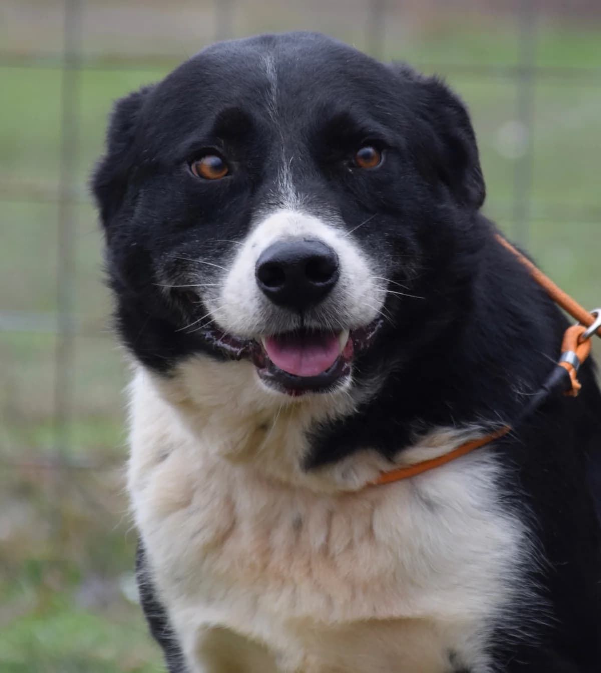 Eddie, male Mixed Breed for adoption at Rolda Sverige, Södertälje (foster network)