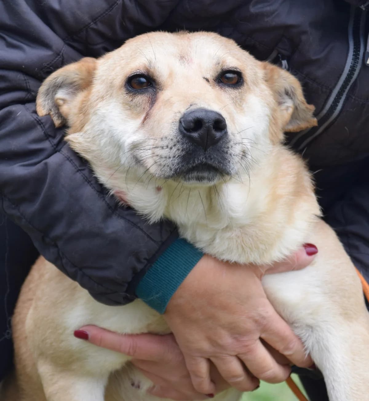 Elin, female Mixed Breed for adoption at Rolda Sverige, Södertälje (foster network)