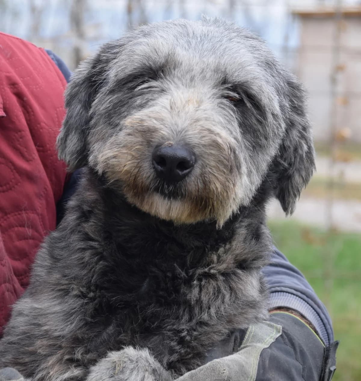 Fanta, female Mixed Breed for adoption at Rolda Sverige, Södertälje (foster network)