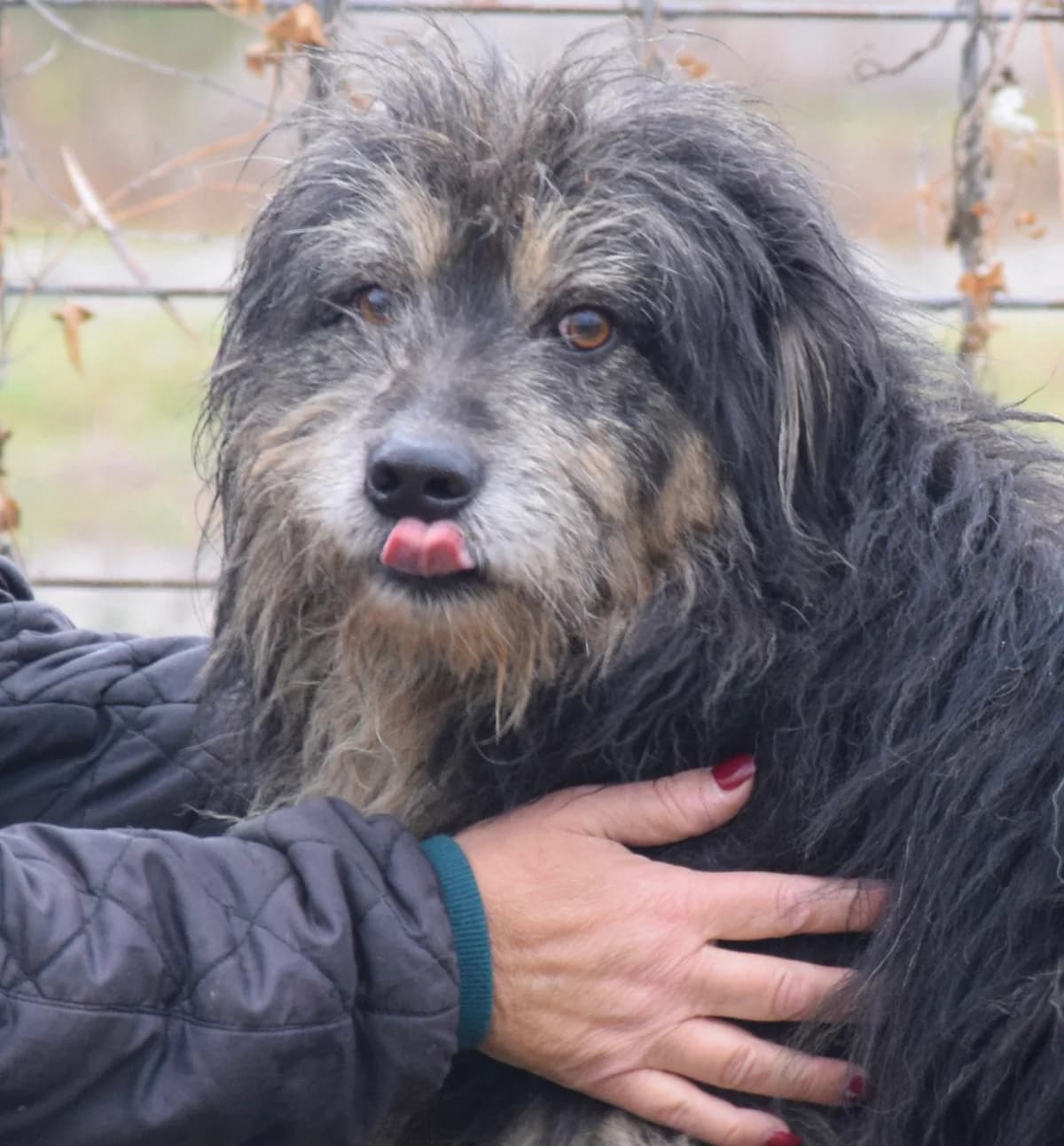 Herbert, gra male Mixed Breed for adoption at Rolda Sverige, Södertälje (foster network)