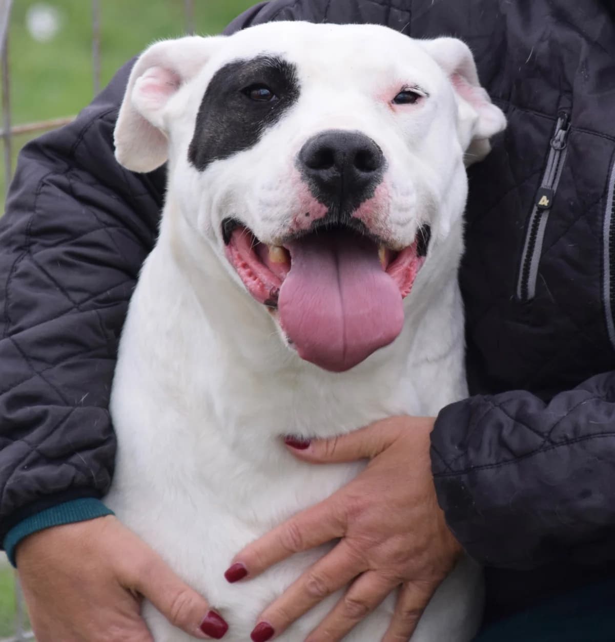 Hero, male Mixed Breed for adoption at Rolda Sverige, Södertälje (foster network)