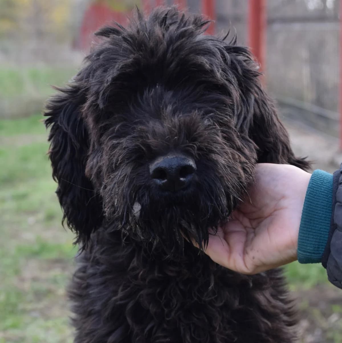 Hillevi, female young Mixed Breed for adoption at Rolda Sverige, Södertälje (foster network)