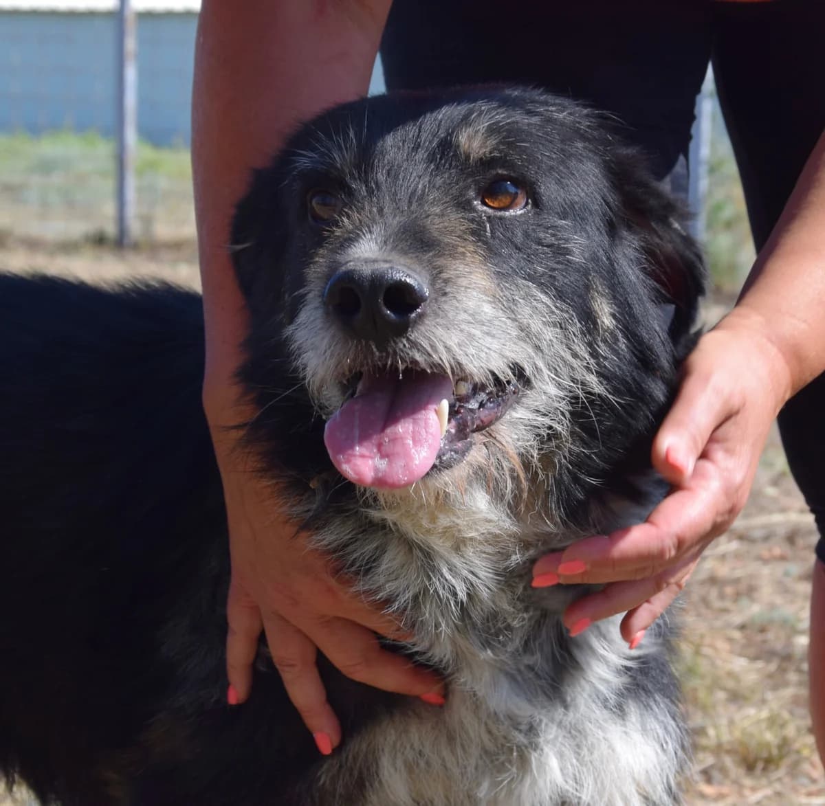 Hubert, male Mixed Breed for adoption at Rolda Sverige, Södertälje (foster network)