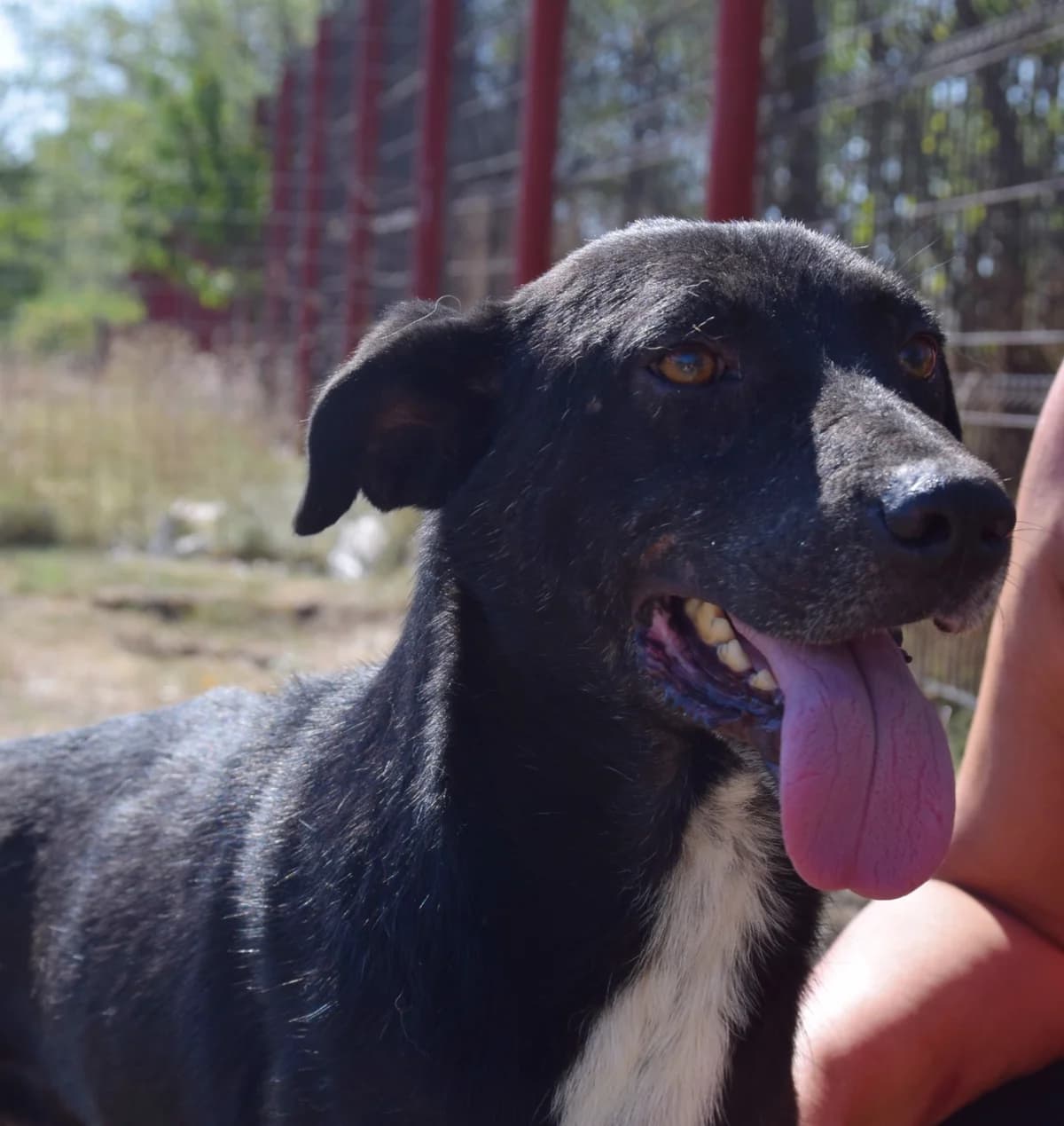 Kevin, male Mixed Breed for adoption at Rolda Sverige, Södertälje (foster network)