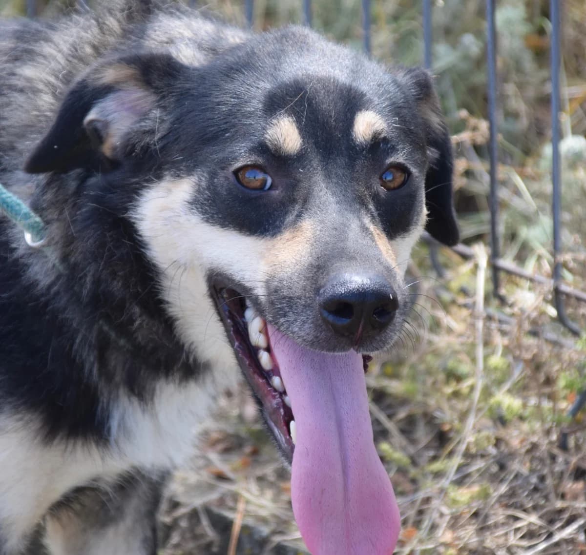 Kiki, female Mixed Breed for adoption at Rolda Sverige, Södertälje (foster network)